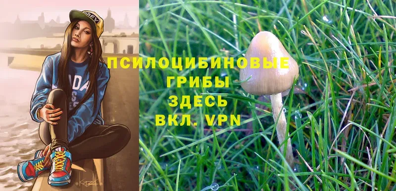 Псилоцибиновые грибы Magic Shrooms  Волоколамск 